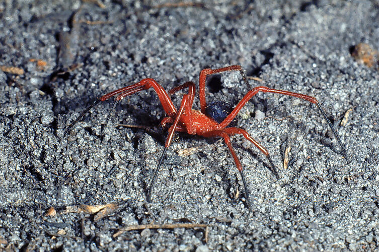 A Red and Black Spider walking across the ground.