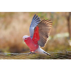 Galah, wings srpead, perched on wire fence.