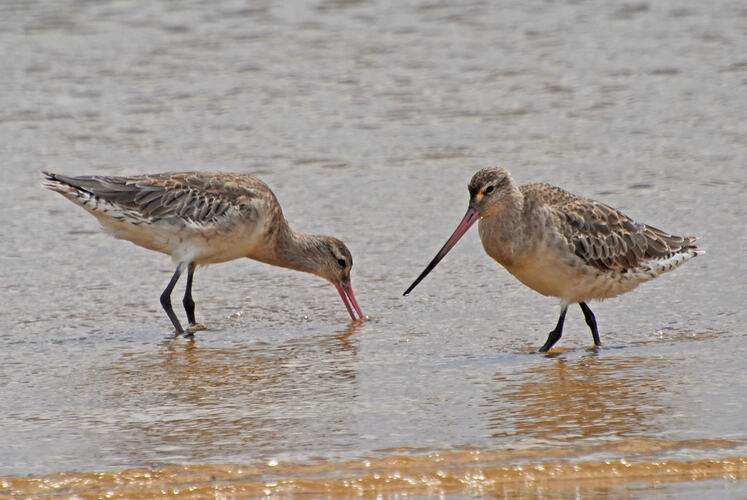 Two birds, Bar-tailed Godwits, feeding in shallow water.