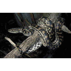 An Inland Carpet Python wrapped around a tree branch.