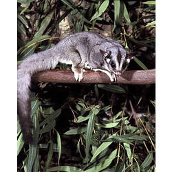 A Squirrel Glider perched on a branch, in a leafy tree.