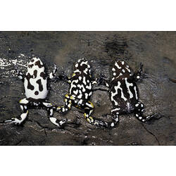 Three Dendy's Toadlets lying on their backs, showing the black and white belly markings.