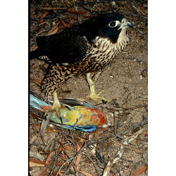 A Peregrine Falcon, standing in leaf litter, holding a parrot in its talon.
