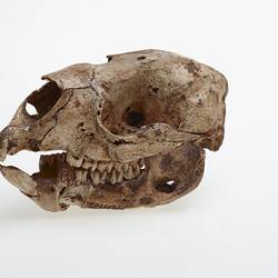 Skull and lower jaw of extinct mammal, articulated.
