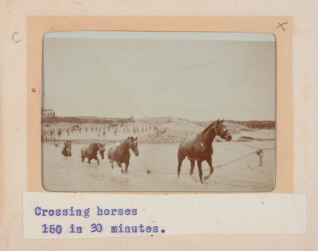 Photograph - World War 1, Australian Light Horse, Crossing Horses in Nile, Egypt, 1915