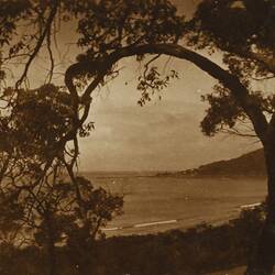 Photograph - Looking Towards The Point Through the Trees, Lorne, Victoria, circa 1920s