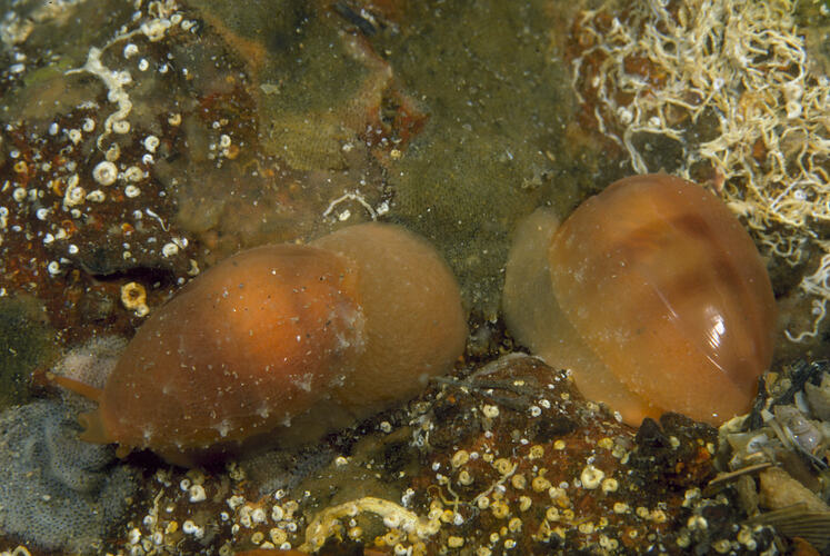 Two Brown Cowries.