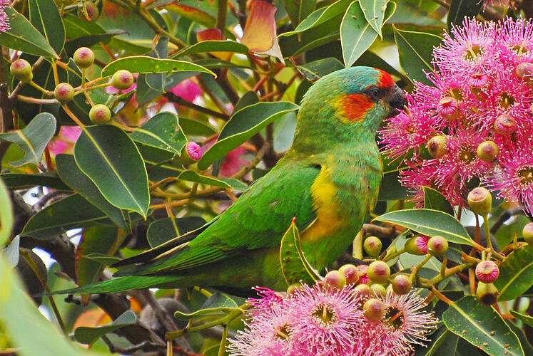 A Musk Lorikeet in a tree feeding on pink Eucalypt blossoms.