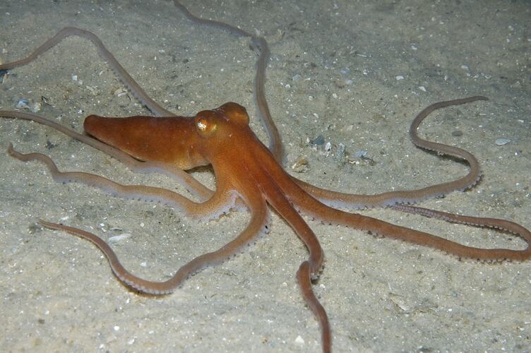 Orange Southern Sand Octopus flattened on sandy sea bottom.