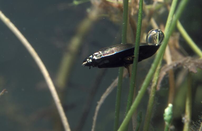 An insect, a Whirligig Beetle, among aquatic plant stems.
