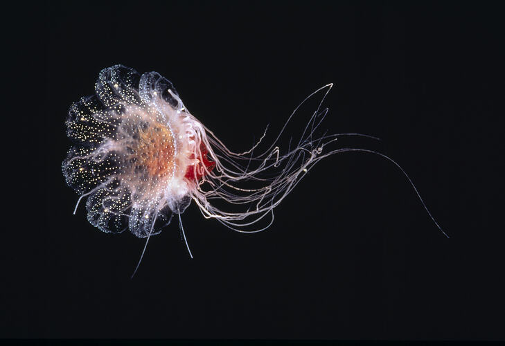 Lion's Mane Jellyfish in dark water