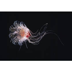<em>Cyanea annaskala</em> Lendenfeld, 1882, Lion's Mane Jellyfish