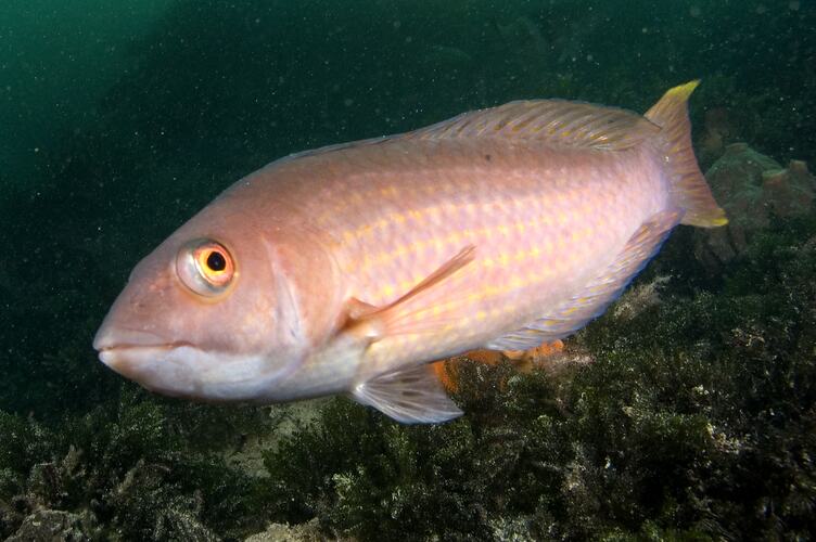 A fish, the Rosy Wrasse, swimming above the reef.