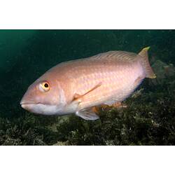 <em>Pseudolabrus rubicundus</em> (Macleay, 1881), Rosy Wrasse