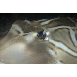 A fish, the Eastern Fiddler Ray, close-up of face.