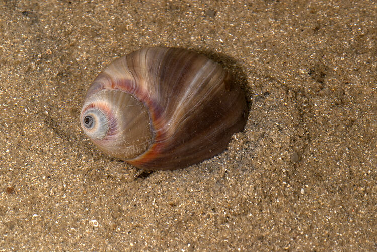 Brown marine snail on sand.