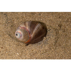 Brown marine snail on sand.