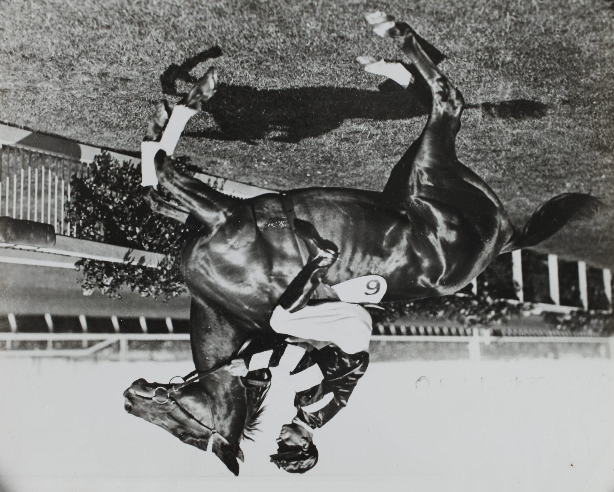 PHAR LAP 8X10 PHOTO HORSE RACING PICTURE JOCKEY JIM PIKE 