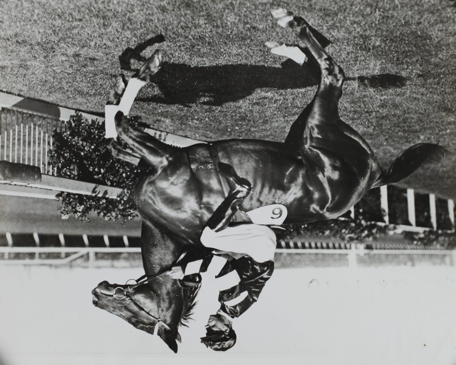 Photograph - Jim Pike Riding Phar Lap at Derby Day, Flemington ...