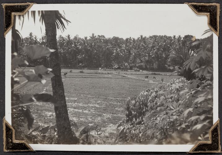 Paddy Fields, Palmer Family Migrant Voyage, Sri Lanka, 14 Mar 1947