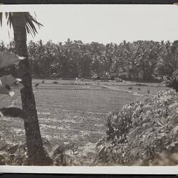 Photograph - Paddy Fields, Palmer Family Migrant Voyage, Sri Lanka, 14 Mar 1947