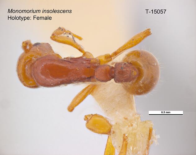 Ant specimen, dorsal view.