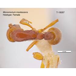 Ant specimen, dorsal view.