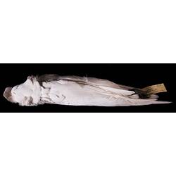 Dry bird skin specimen with labels.