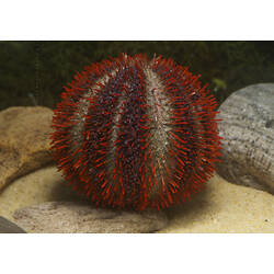 Red sea urchin on sand beside rocks.