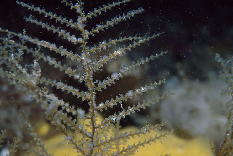 Detail of hydroid colony.