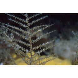 Detail of hydroid colony.