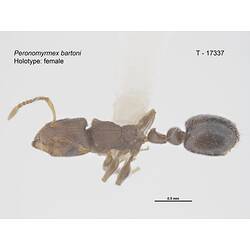 Ant specimen, dorsal view.