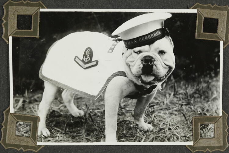 Dog dressed in Naval outfit.
