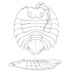 Line drawing illustrating male Serolina delaria anatomy.