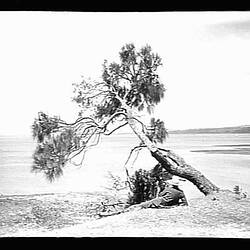 Glass Negative - Man Lying Under Tree, by A.J. Campbell, Phillip Island, Victoria, circa 1900