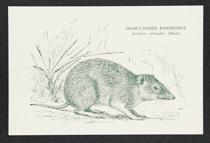 Postcard - Short-nosed Bandicoot, National Museum Victoria, crica 1950