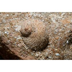 <em>Granata imbricata</em>, marine snail. Bunurong Marine National Park, Victoria.