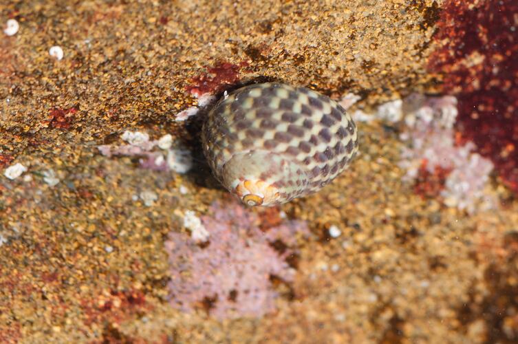 <em>Chlorodiloma adelaidae</em>, snail. Bunurong Marine National Park, Victoria.