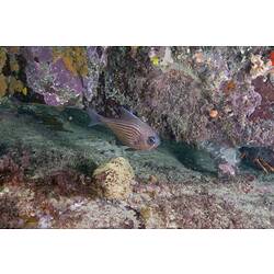 Small pink fish swimming beside a reef.