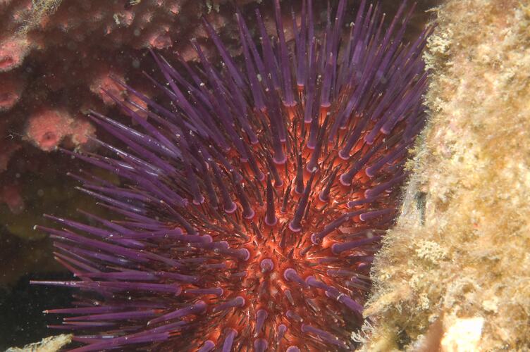 <em>Heliocidaris erythrogramma</em>, Sea Urchin. St Leonards Jetty, Port Phillip, Victoria.