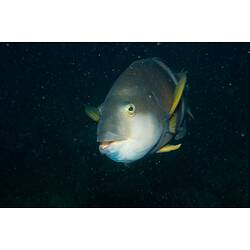 <em>Notolabrus tetricus</em>, Bluethroat Wrasse. Popes Eye, Port Phillip, Victoria.