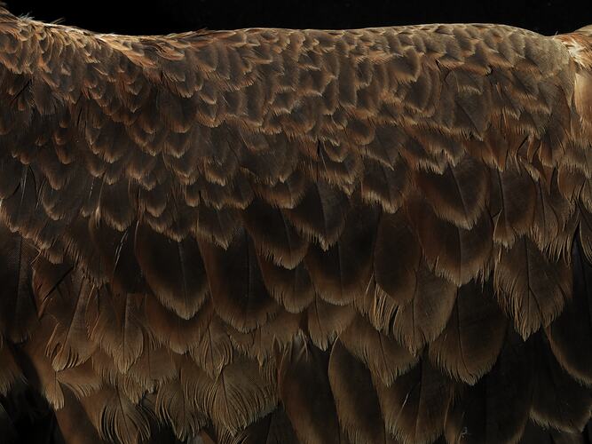 Detail of eagle wing feathers.