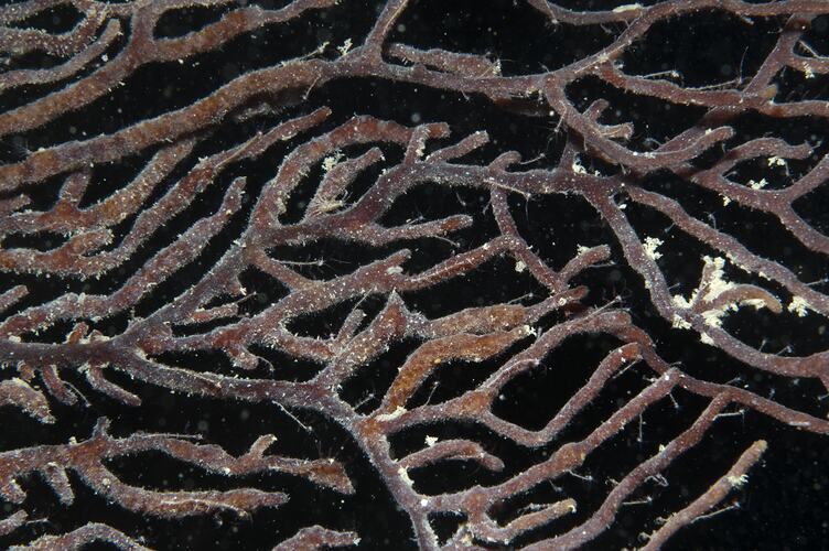Subclass Octocorellia, gorgonian coral. Wilsons Promontory National Park, Victoria.