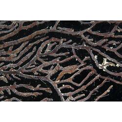 Subclass Octocorellia, gorgonian coral. Wilsons Promontory National Park, Victoria.