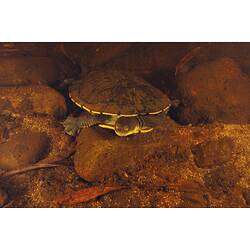 A Snake-necked Turtle resting on rocks underwater.