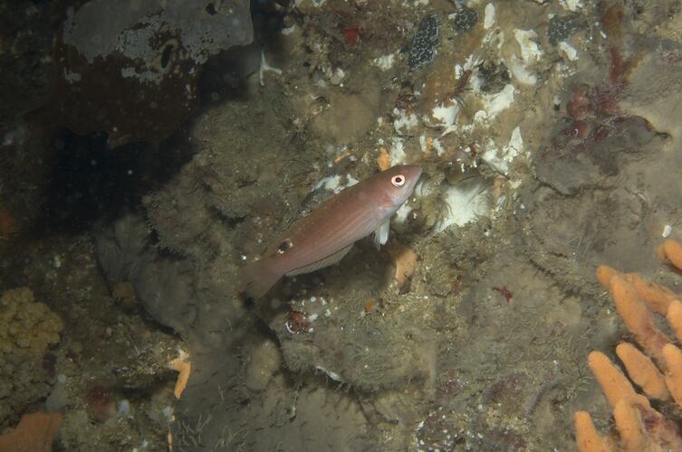 <em>Pseudolabrus rubicundus</em>, Rosy Wrasse. Beware Reef, Victoria.
