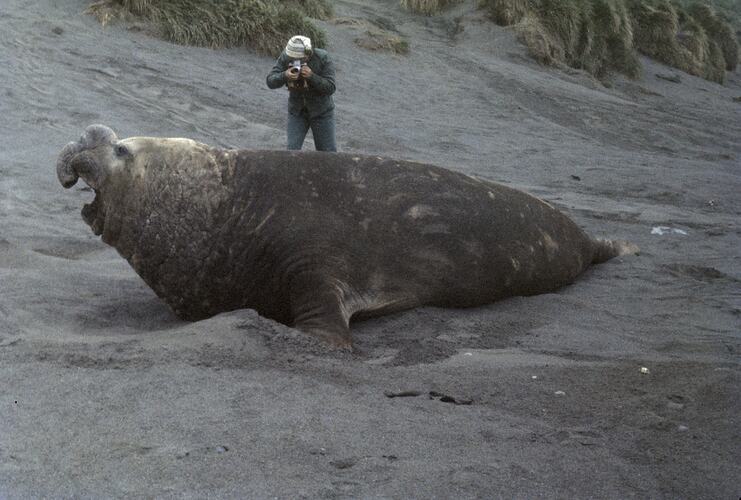 Bull Elephant Seal, Macquarie Island, Tasmania, 1959