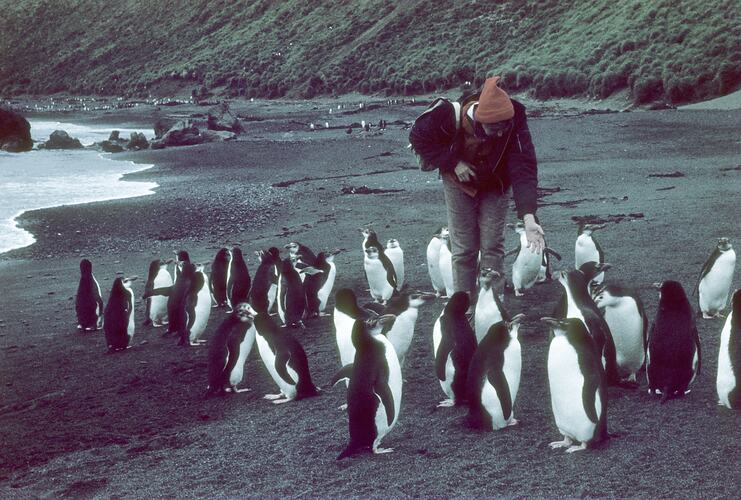 Royal Penguins, Macquarie Island, Tasmania, Dec 1959