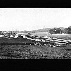 Negative - Home Paddocks & Grazing Dairy Herd, F.C. Williames' Farm, Hill End, Gippsland, circa 1930