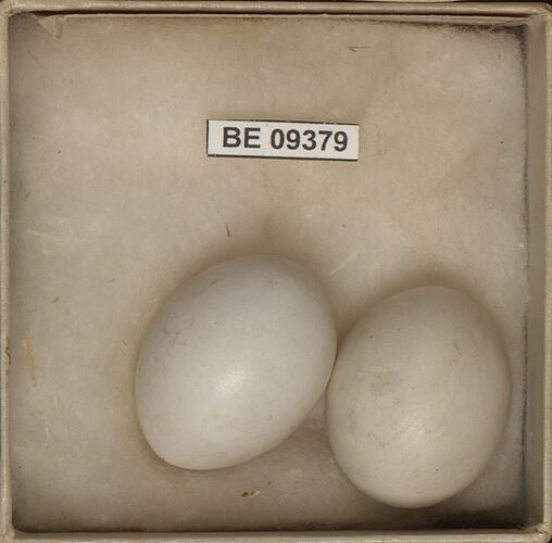 Two bird eggs with specimen labels in box.